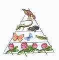 Hranidbena piramida